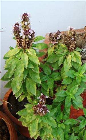 Ocimum basilicum